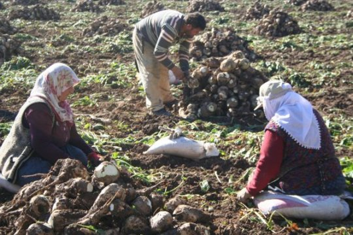 Muş\'taki Pancar Çiftçisine "Çamur" Uyarısı