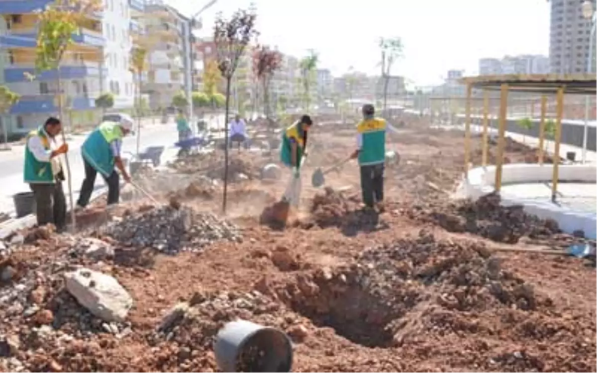 Şanlıurfa\'da Akpınar Deresi Ağaçlandırma Çalışmaları