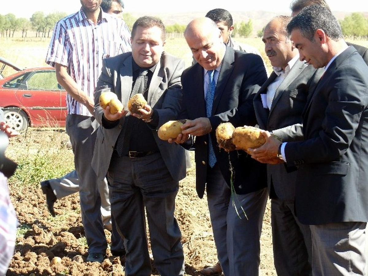 Sivas\'ta Patates Hasat Töreni Yapıldı