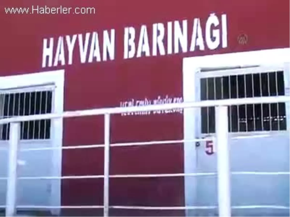 Suriye sınırında kurbanlık operasyonu HATAY