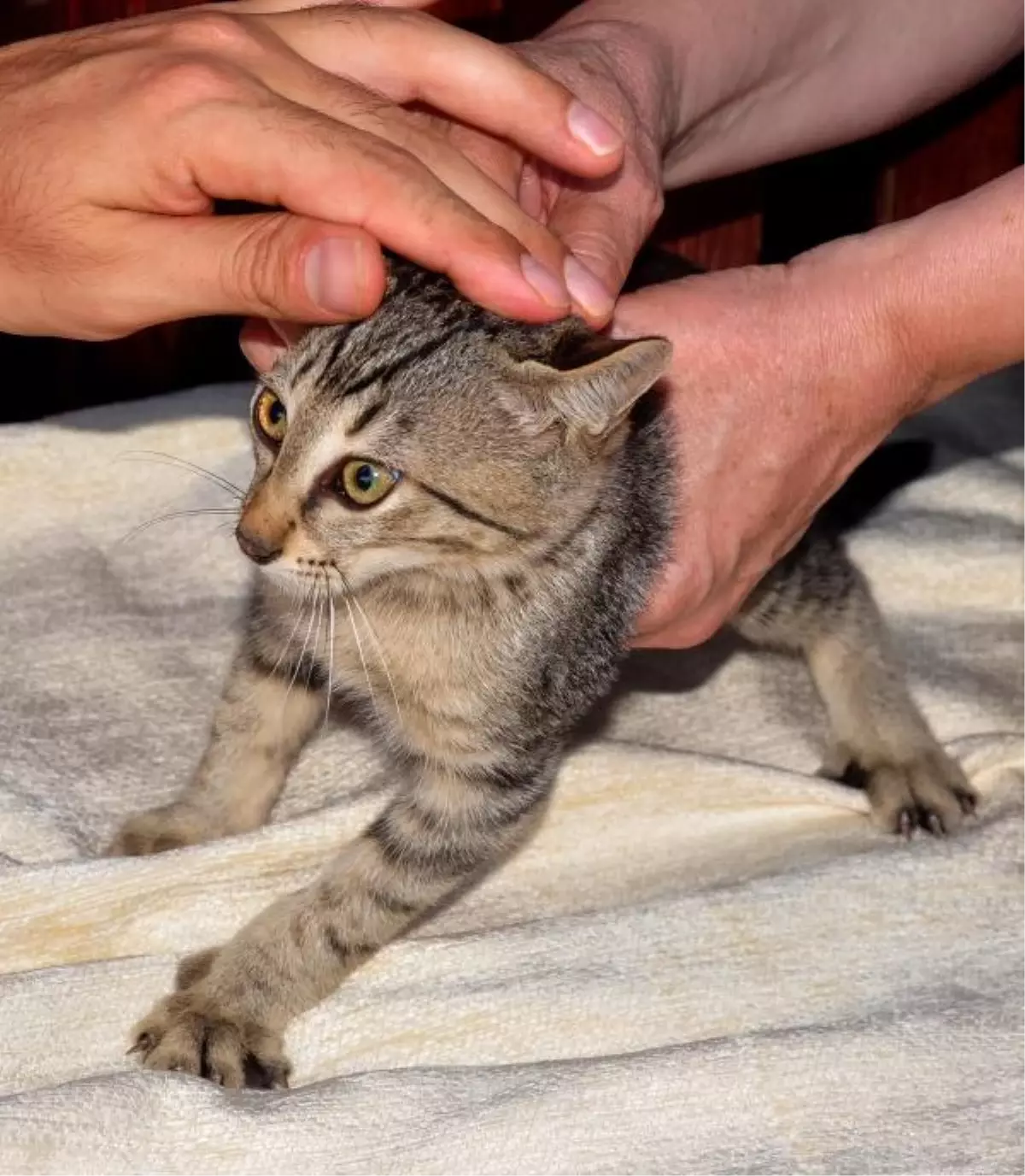 Yavru Kedi İçin Seferber Oldular