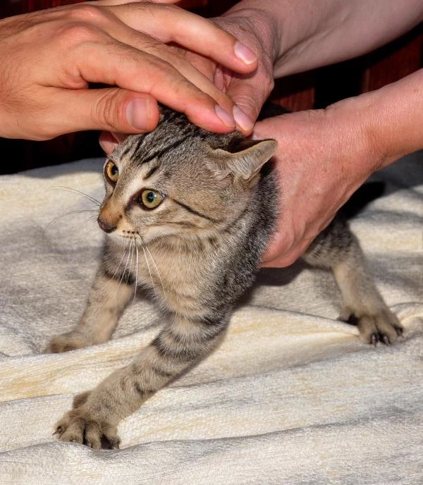 Yavru Kedi İçin Seferber Oldular Son Dakika