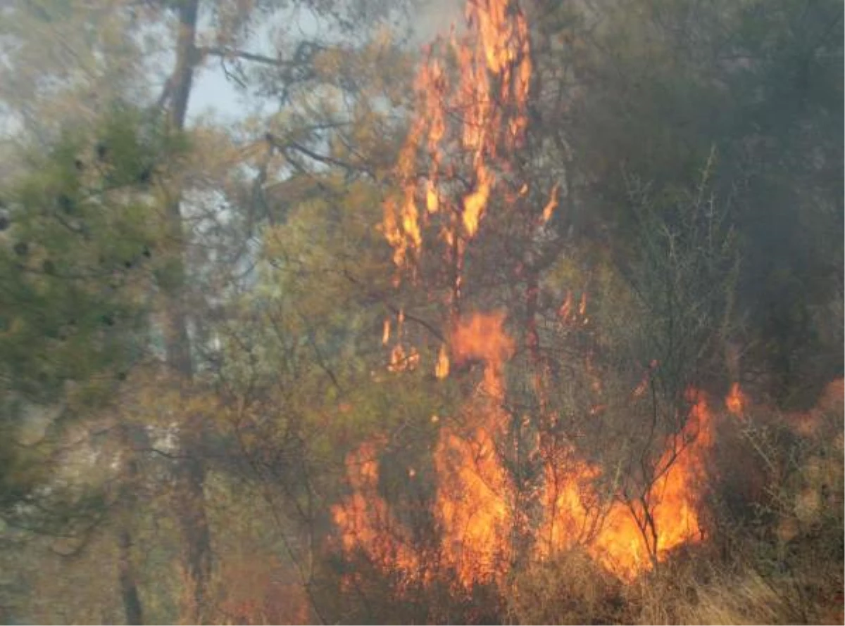 Alevler, 1 Hektar Kızılçam Ormanını Küle Çevirdi