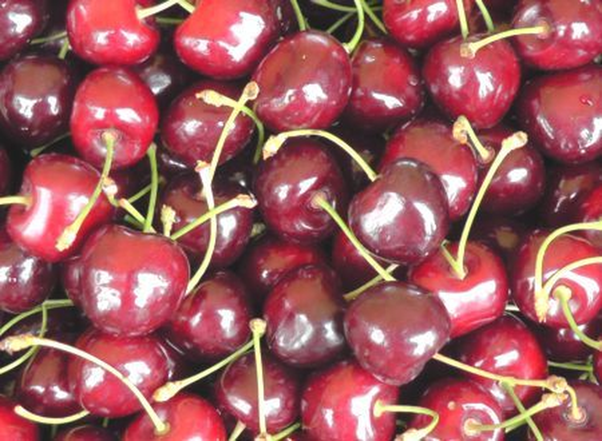 Artvin\'de Kiraz Üretimi
