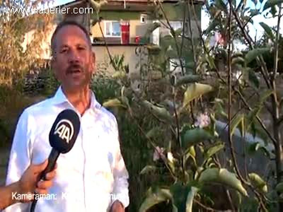Elma ağacı ikinci kez çiçek açtı