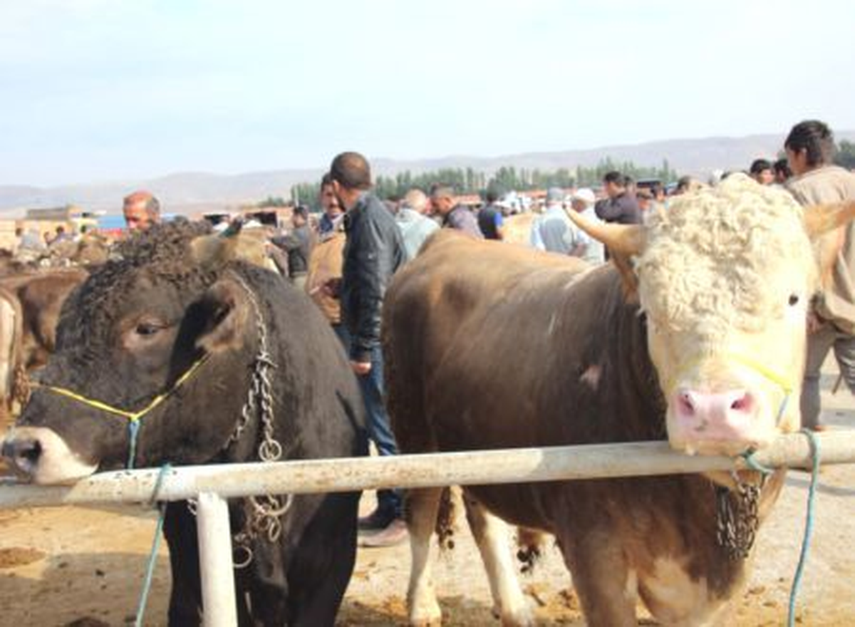 Kurbanlıklar Görücüye Çıktı