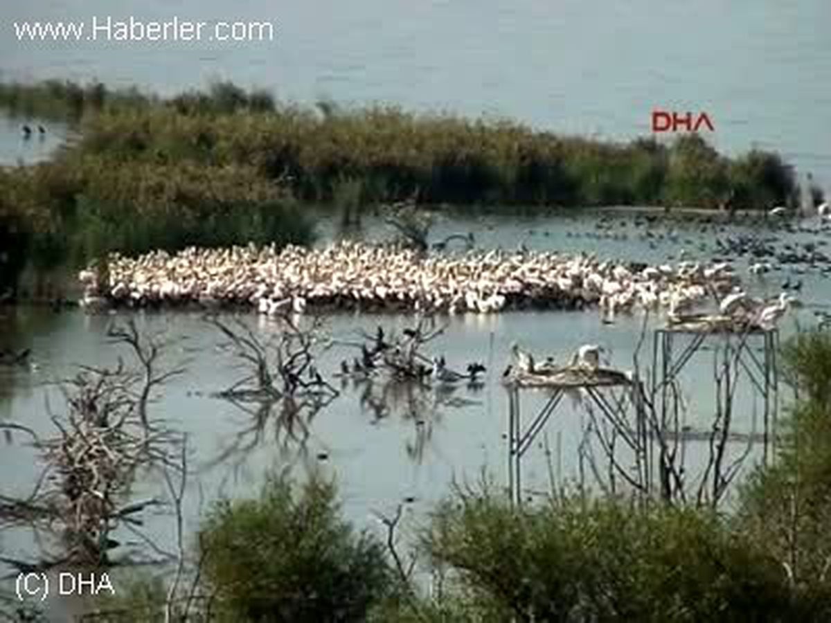 Kuş Cennetinde Pelikan ve Filamingo Şöleni