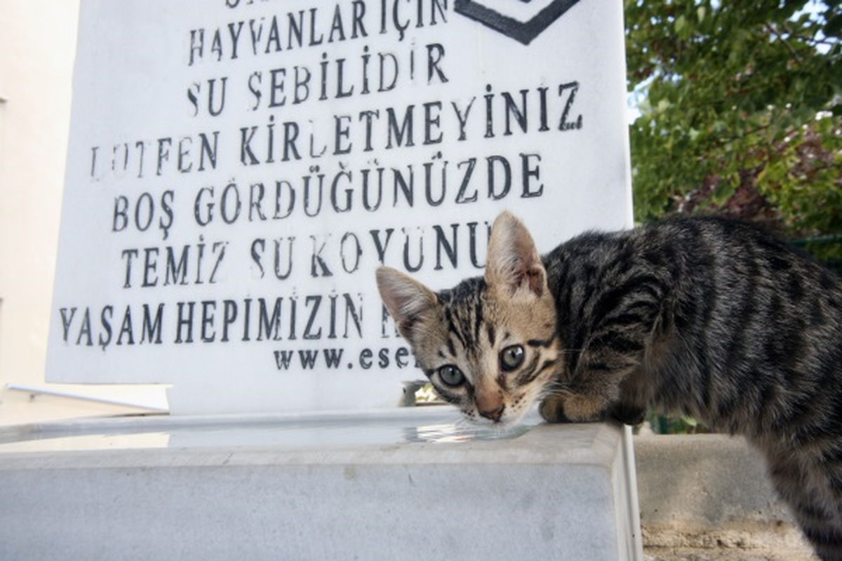 Onlar İçin Bir Kap Yemek, Bir Kap Su