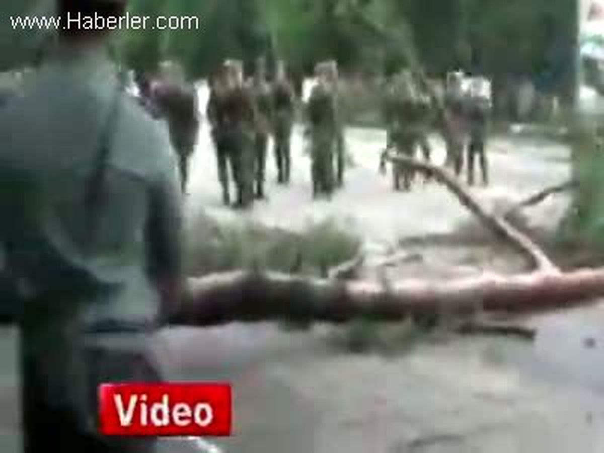 Rusya\'da Devrilen Ağaç Faciaya Yol Açıyordu