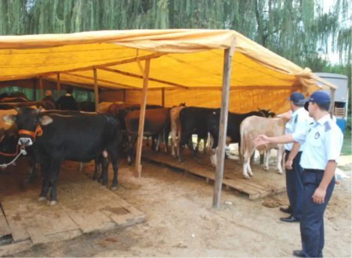 Sapanca\'da Kurbanlık Satış ve Kesim Yerleri Belirlendi