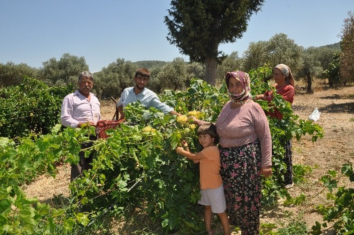 Torbalı\'da Domatesten Sonra Üzüm ve İncir Yüzleri Güldürdü