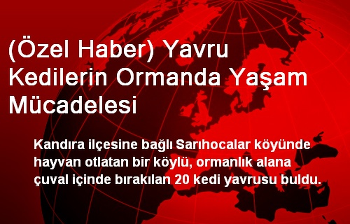 (Özel Haber) Yavru Kedilerin Ormanda Yaşam Mücadelesi