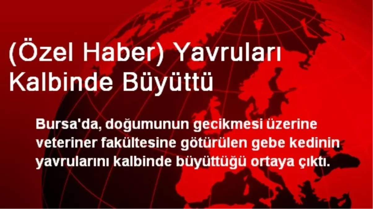 (Özel Haber) Yavruları Kalbinde Büyüttü