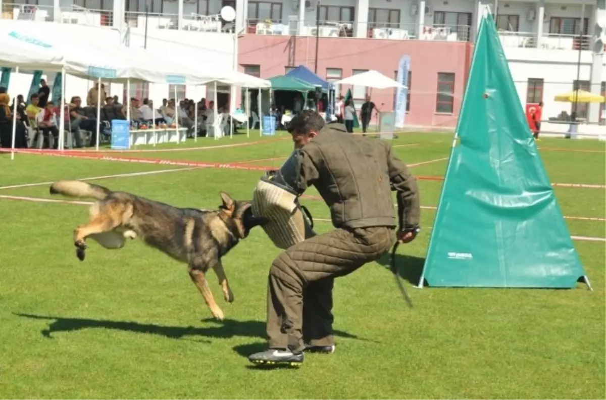 Alman Çoban Köpekleri Hünerlerini Bursa\'da Sergiledi