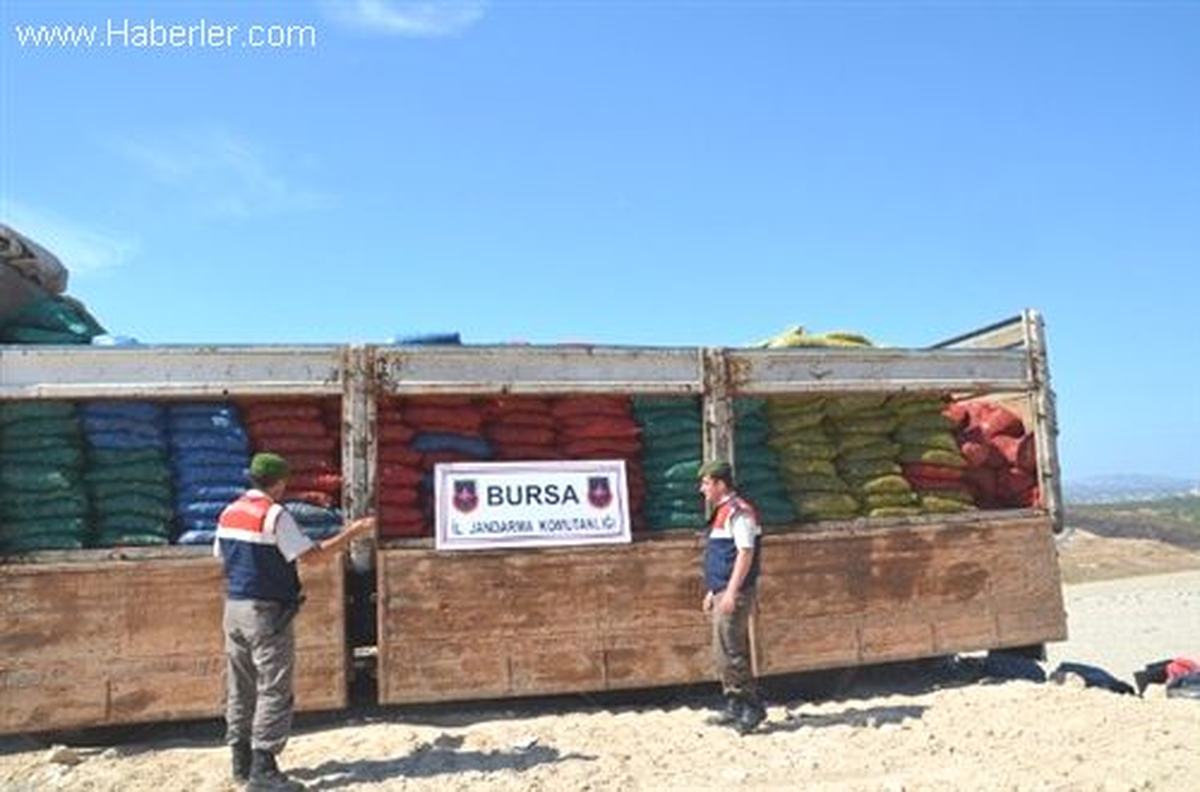 Bursa\'da 37 Ton 550 Kilogram Kaçak Midye Ele Geçirildi