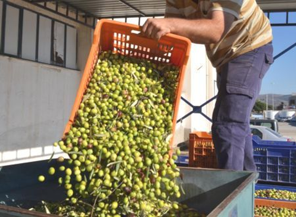 Bursa Ticaret Borsası\'nda Yeşil Zeytin Fiyatı