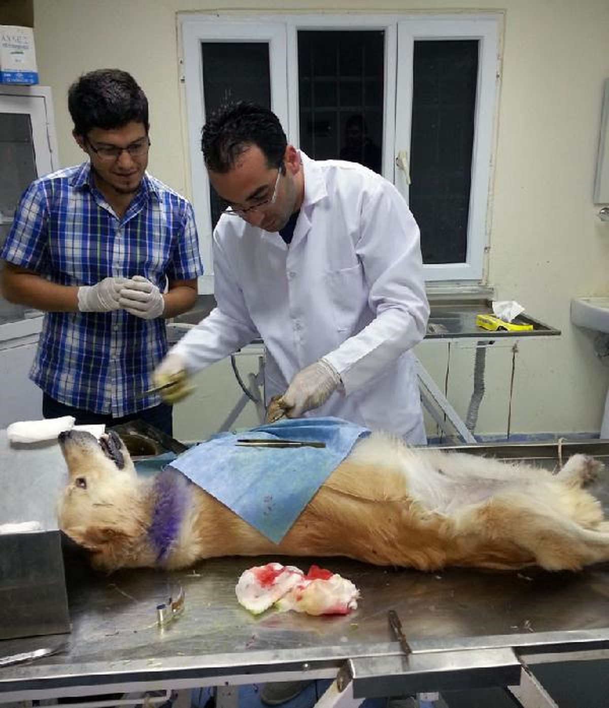 Hayvansever Doktor, Kazazede Köpeği Kurtardı