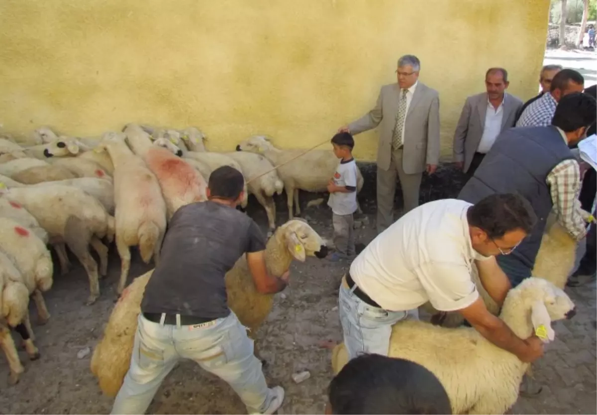 Kayseri Bölge\'den ORKÖY\'e Hayvan Tedariki Yapıldı