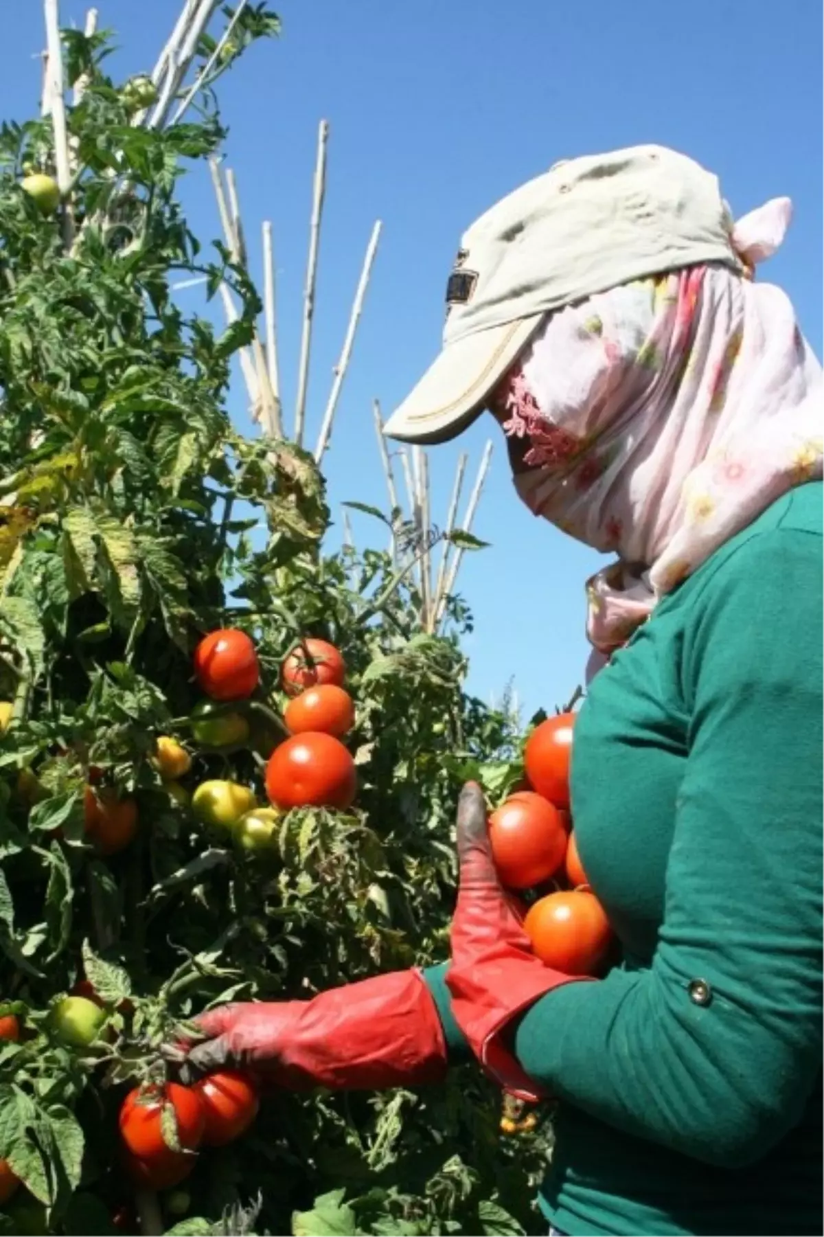 Gevaş Sebzesi Yurtdışına İhraç Ediliyor