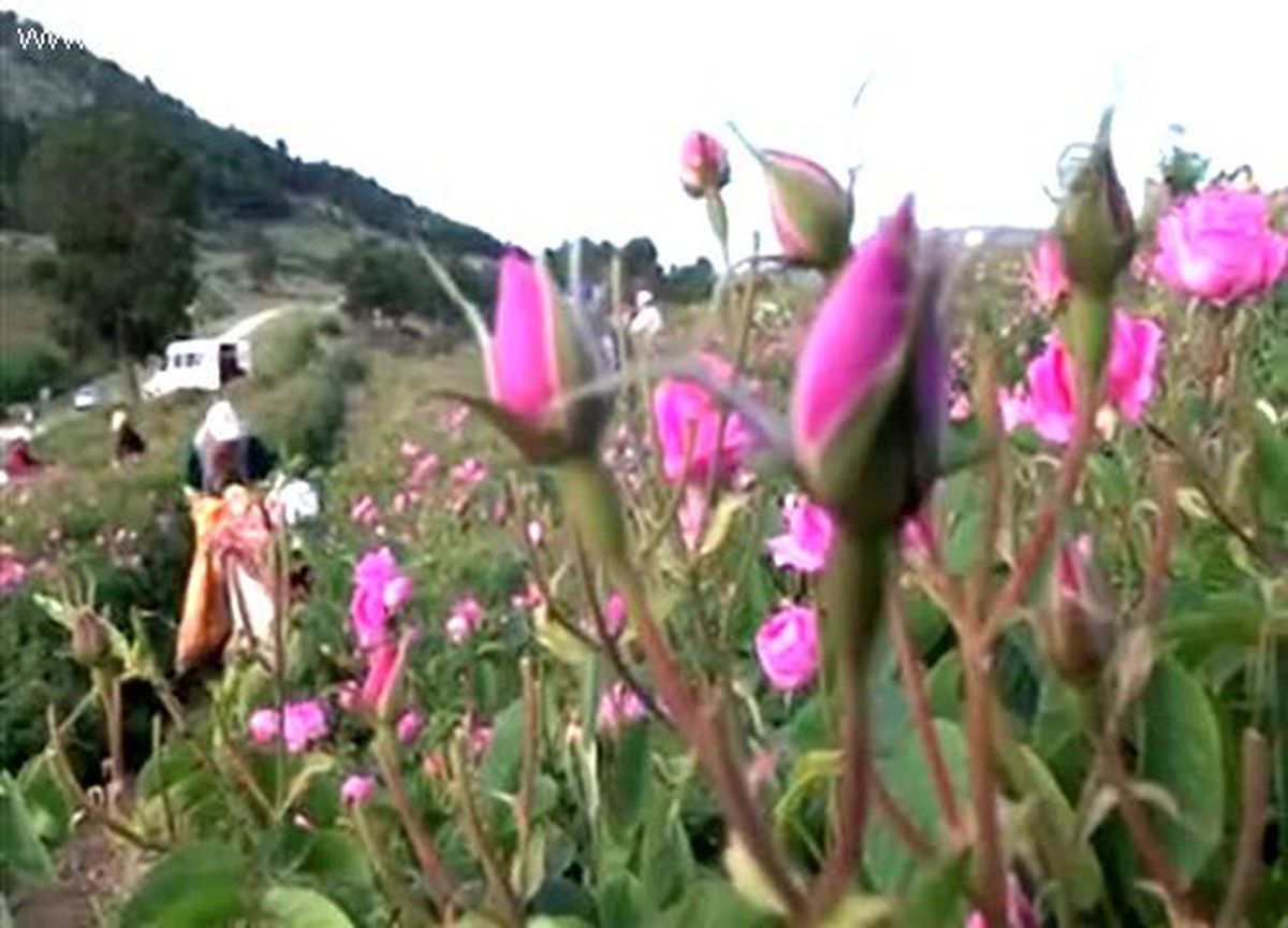 Isparta gülünün adı değişti, verilen teşvik arttı ISPARTA
