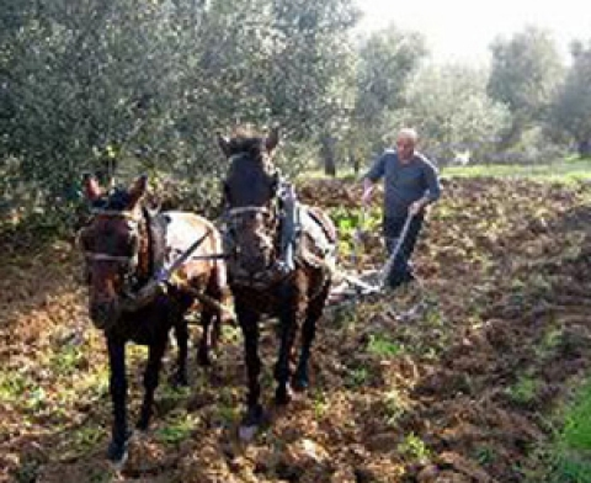 Köylüler Sabandan Vazgeçemiyor