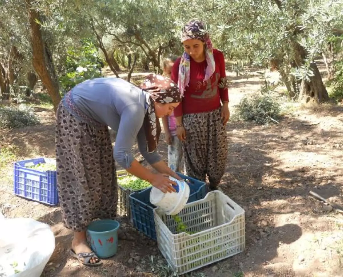 Mardin Derik\'te Zeytin Hasadı Başladı