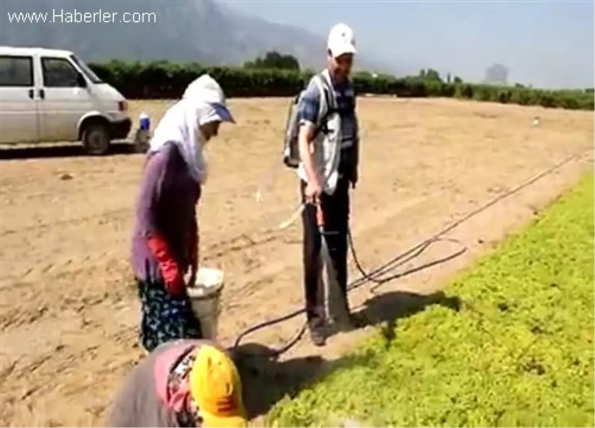 Üzüm bağlarına yapay kalbiyle bağlı MANİSA