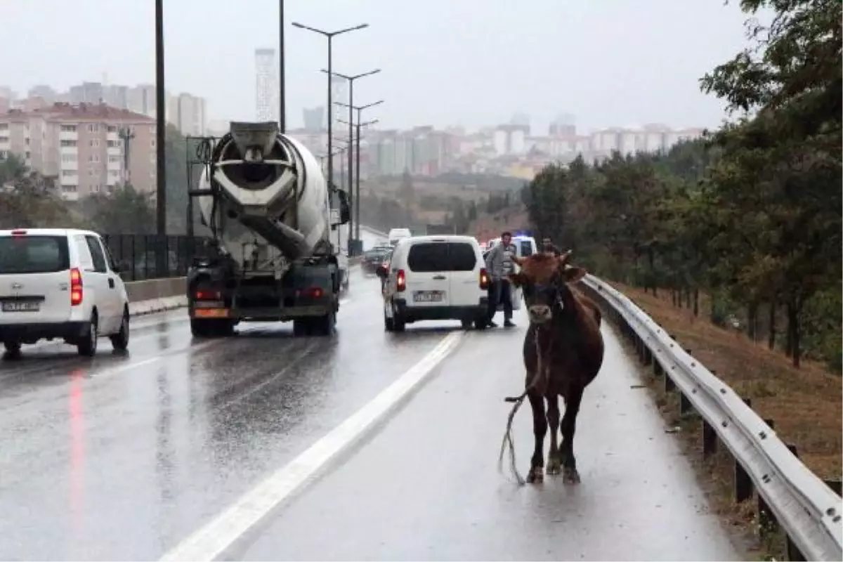 Firar Eden Boğa, İstanbul Kartal\'da Trafiği Felç Etti