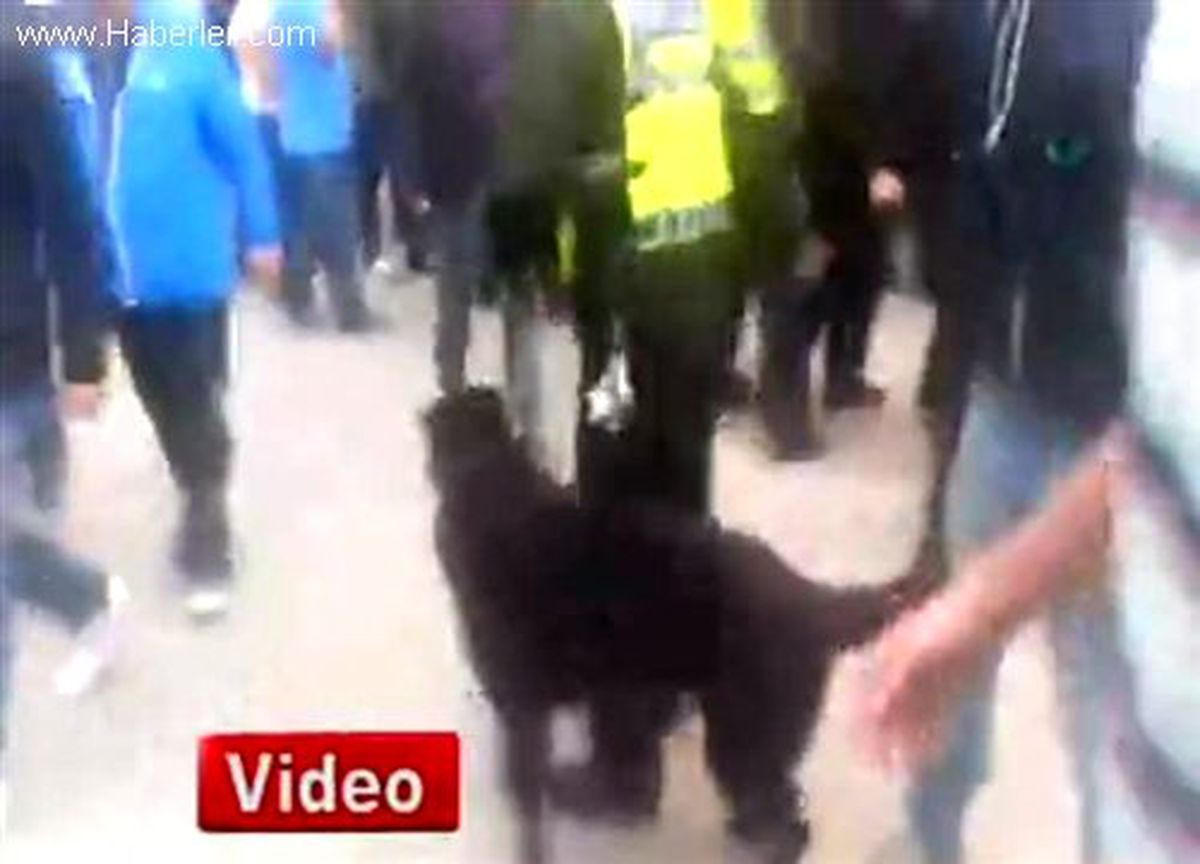 İngiltere\'de Polis Köpeğin Saldırısına Uğradı