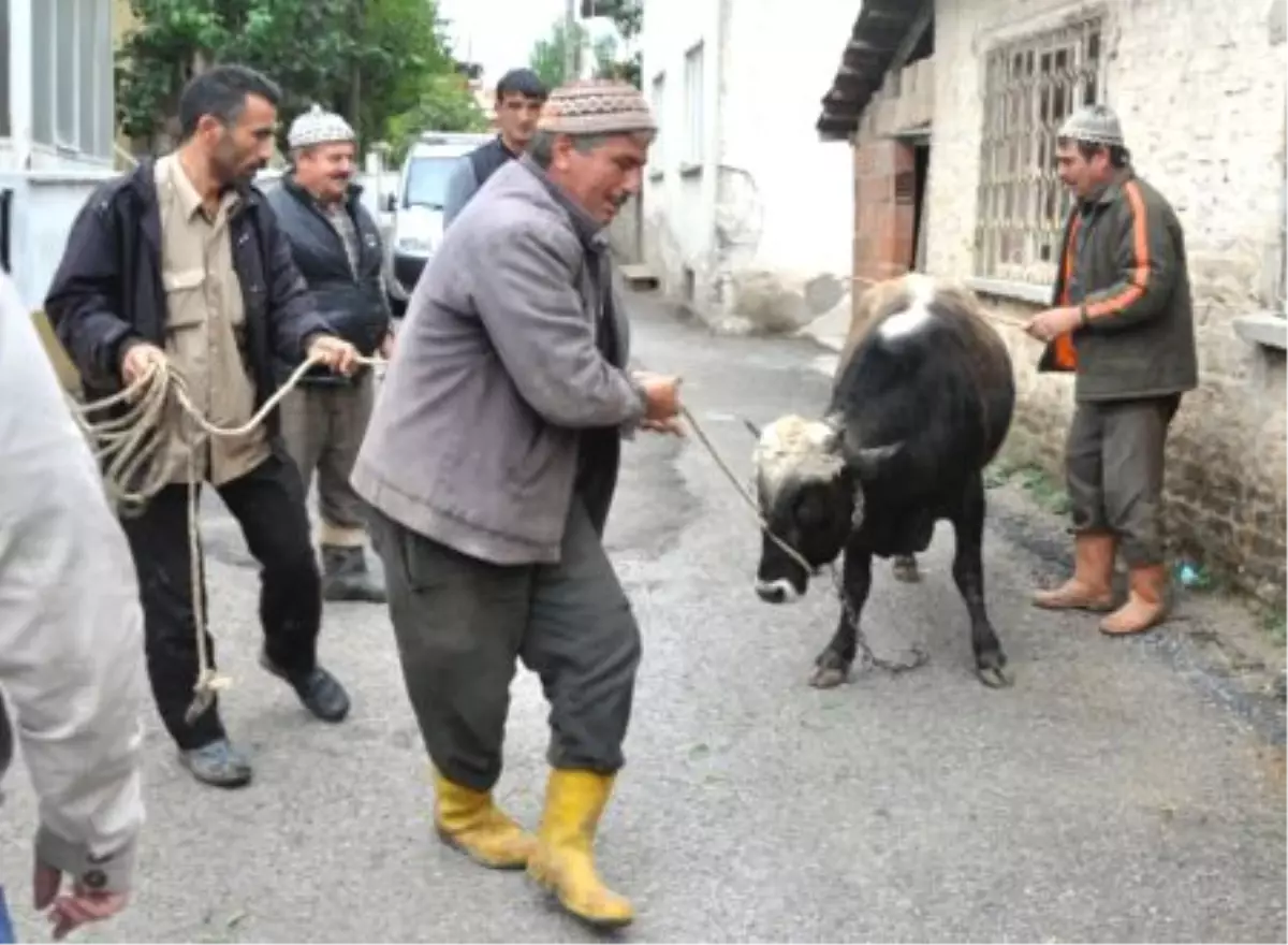 Kaçan Kurbanlık Güçlükle Yakalandı