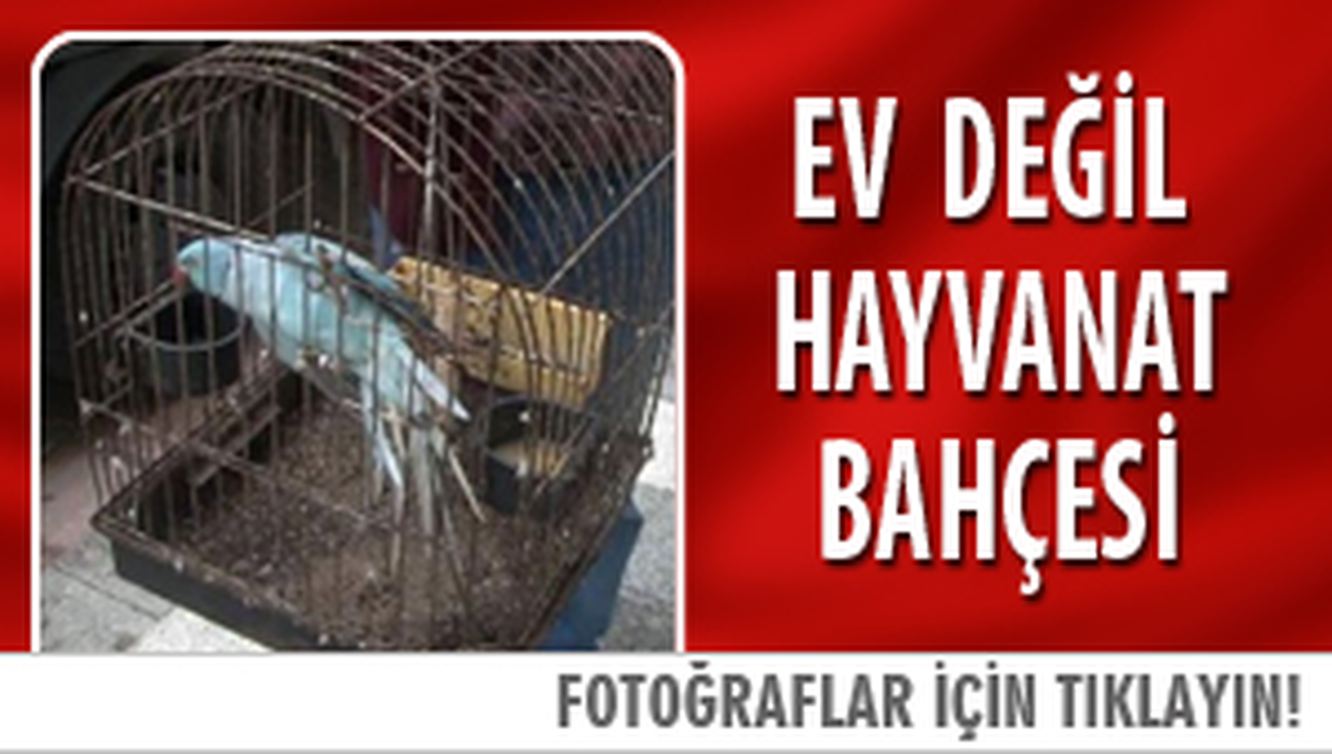 Kadıköy\'de, Çöp Evden 73 Hayvan Çıktı