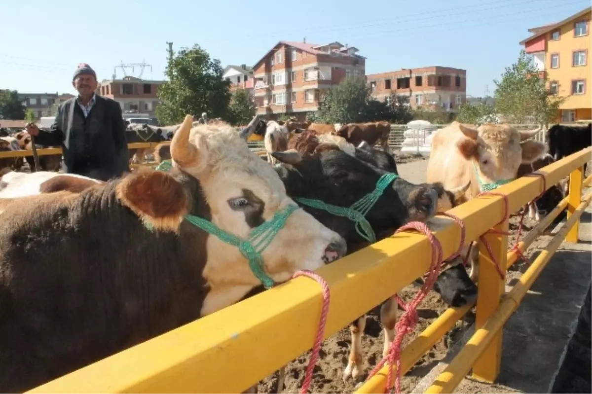 Ordu\'da Kurbanlık Uyarısı