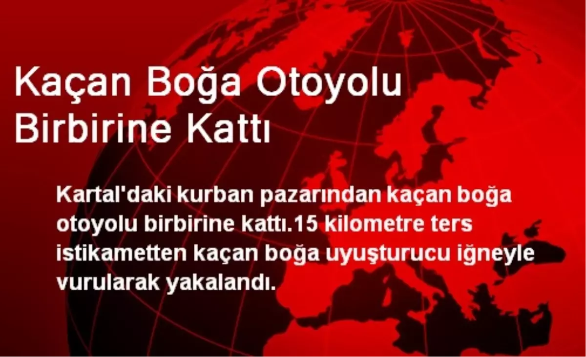 Kaçan Boğa Otoyolu Birbirine Kattı