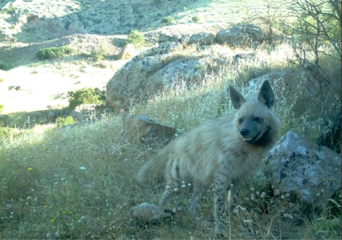 Şırnak\'taki Çizgili Sırtlanın Neslini Korumak İçin Çalışma Başlatıldı