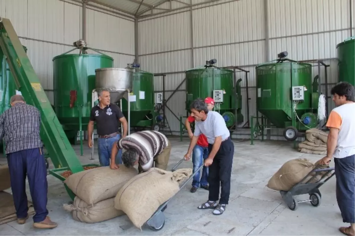 Fındıkta Makine ile Kurutmaya Talep Arttı