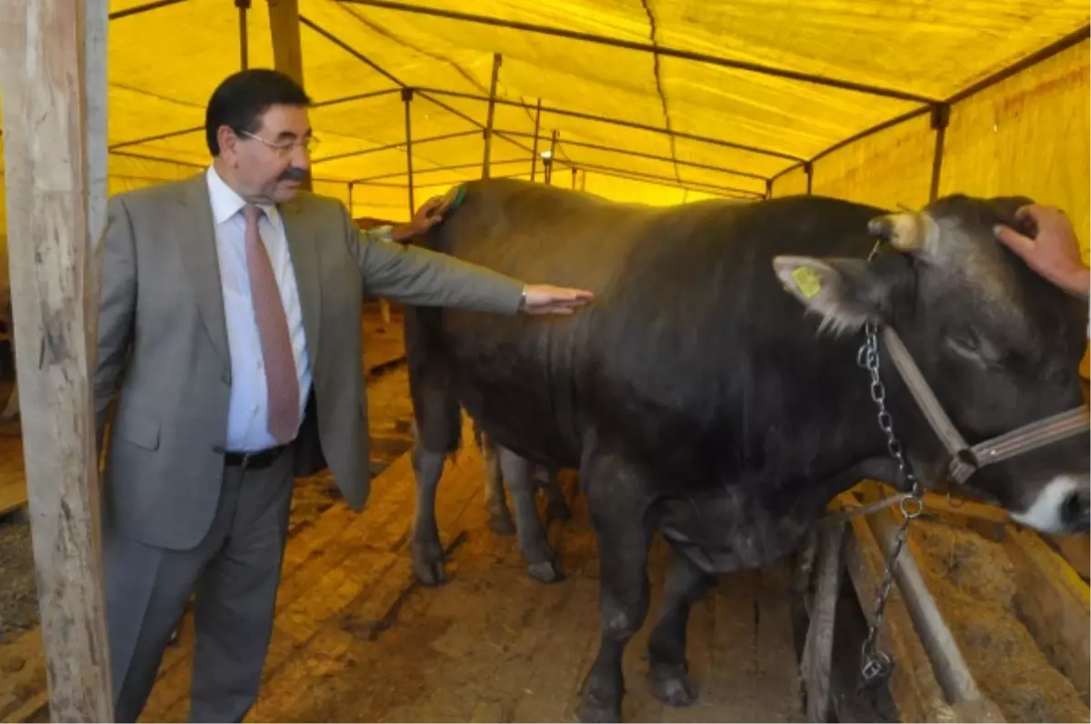 Gölbaşı\'nda Kurban Pazarı Hazır