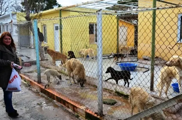 Kopek Barinagi Rengarenk Olacak Son Dakika