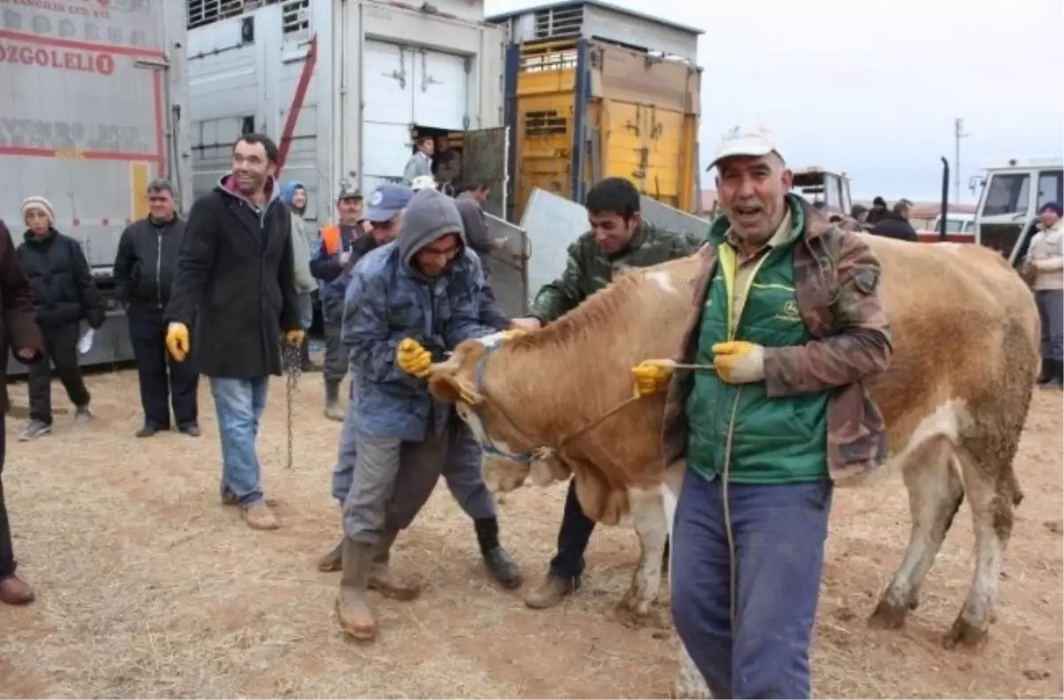 180 Baş Gebe Düve Dağıtıldı