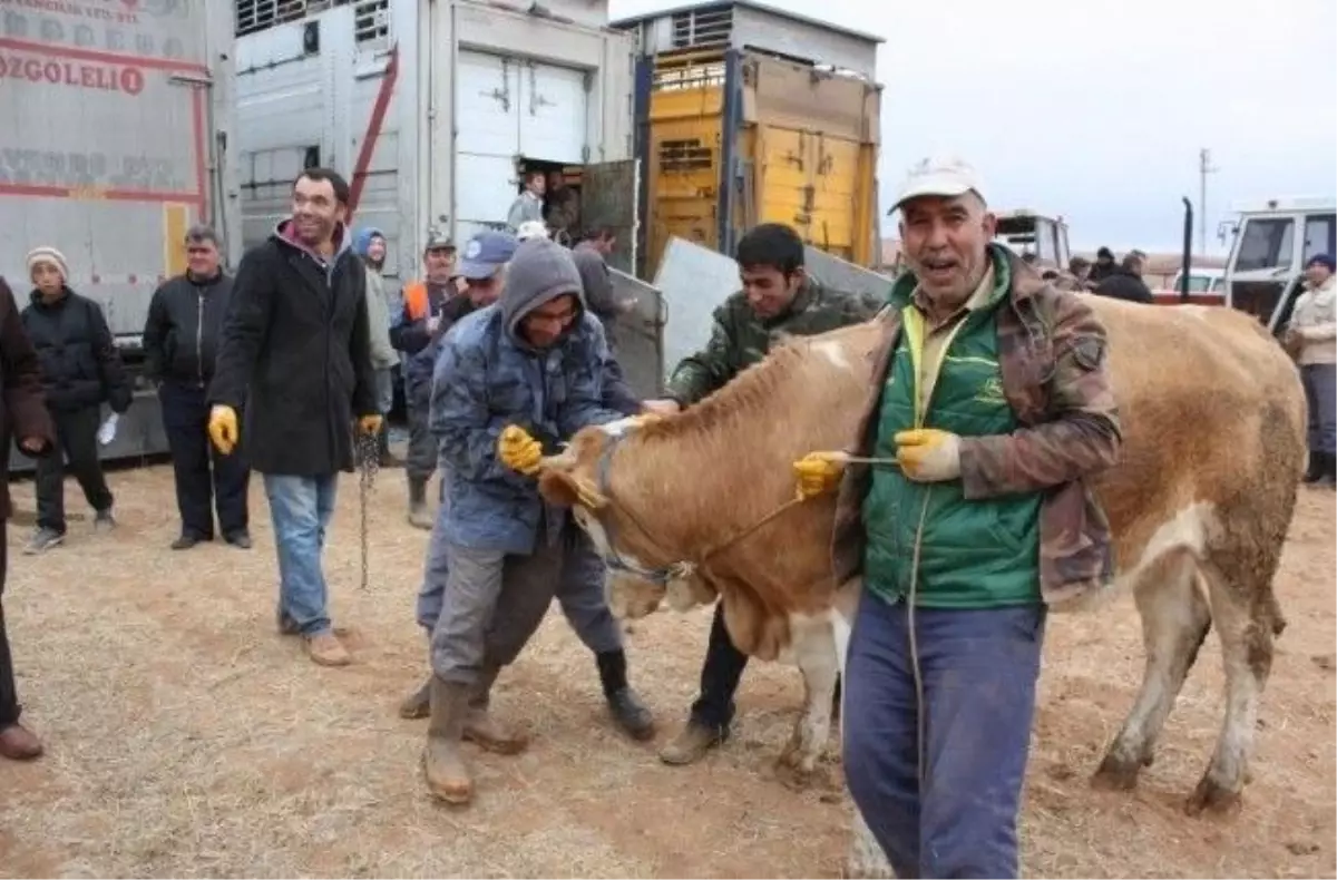 30 Aileye, 180 Baş Damızlık Gebe Düve Dağıtıldı