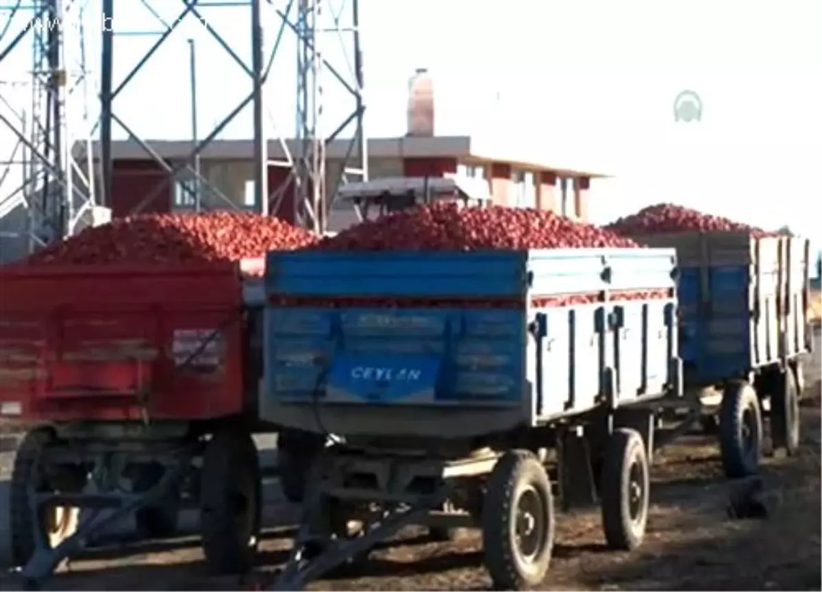 Ahlat salçası dünya pazarına açılıyor