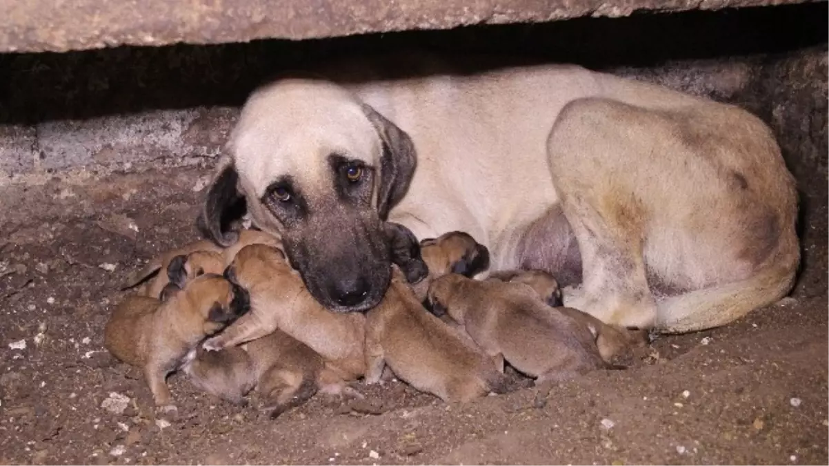 Çoban Köpeği Bir Batında 13 Yavru Doğurdu