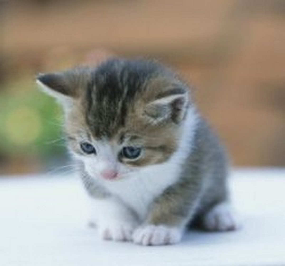 Evinde 32 Kedi Besliyor