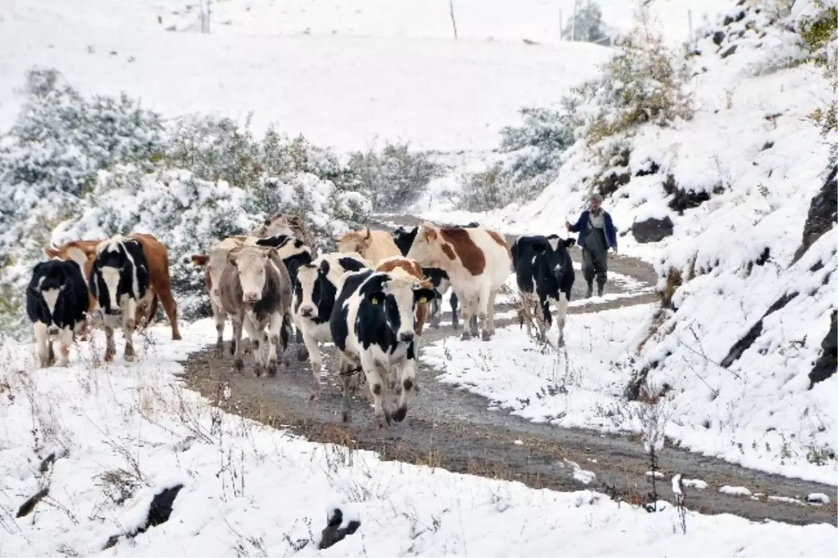 Gümüşhane\'de Yaylalar Kar Altında