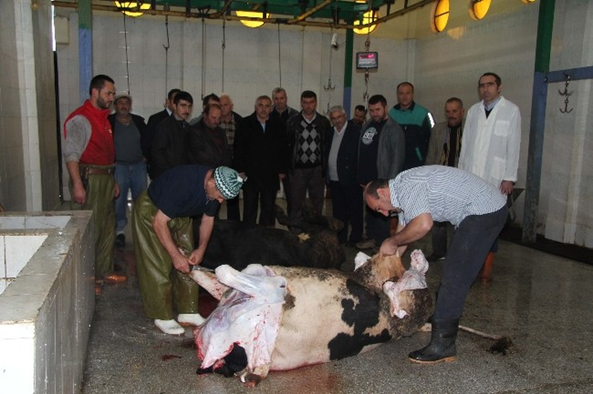 Hendek\'te Kurban Kesim Kursu Veriliyor