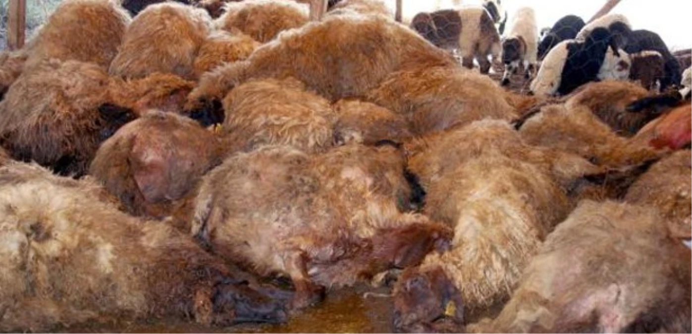 Kırıkkale\'de Kurtlar 36 Koyunu Telef Etti