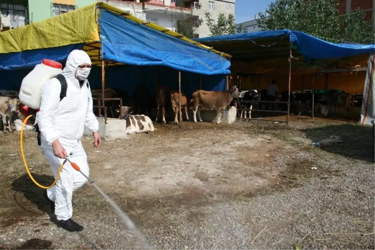 Kurbanlıklar İlaç ve Aşıyla Korunuyor