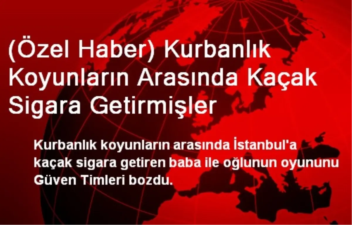 (Özel Haber) Kurbanlık Koyunların Arasında Kaçak Sigara Getirmişler