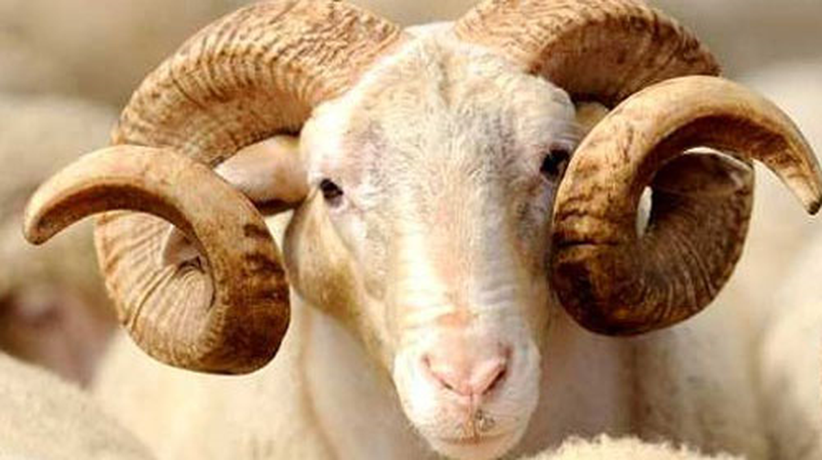 Türk Kızılay Giresun Şubesi Kurban Bağışlarını Bekliyor