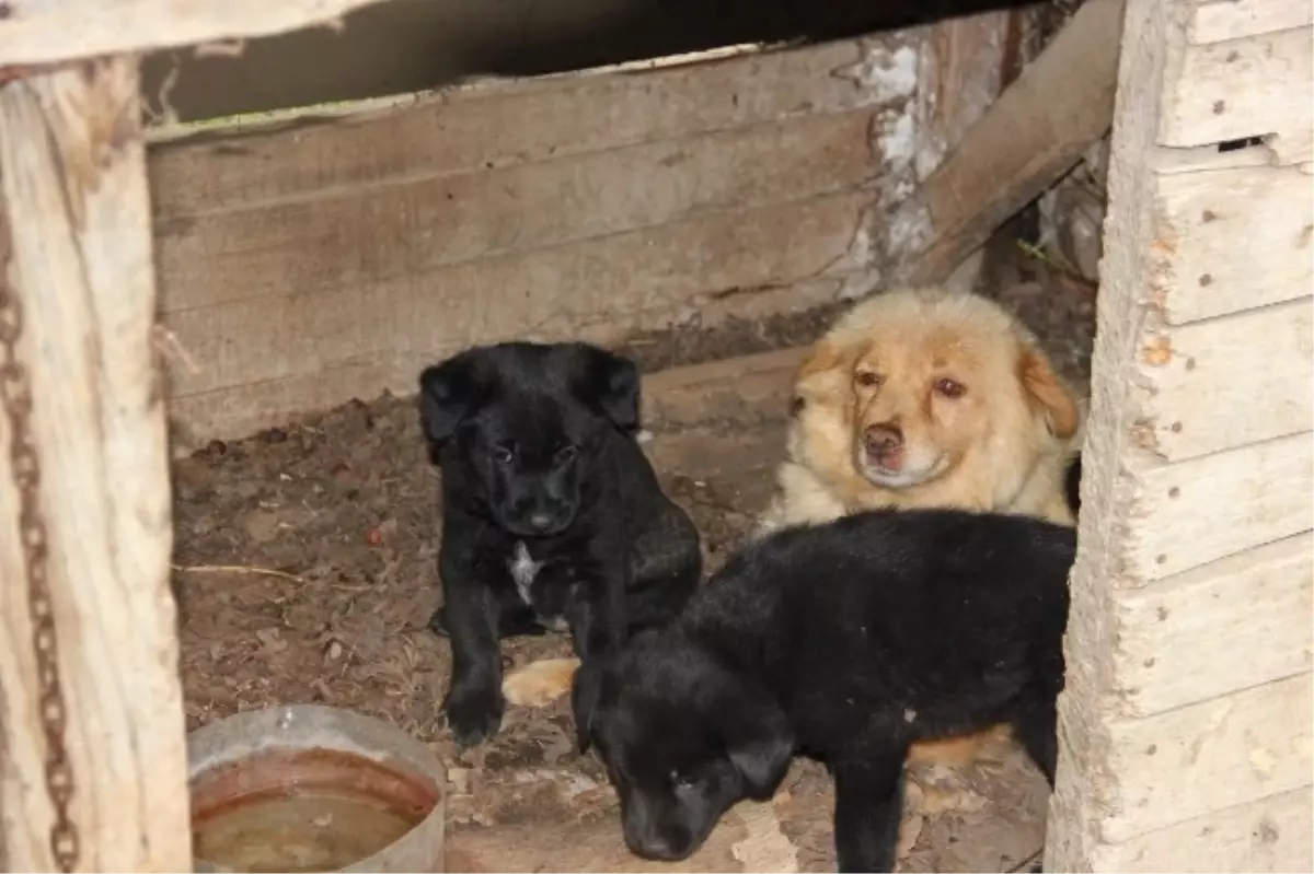 Veterineri Bile Şaşırtan Köpek