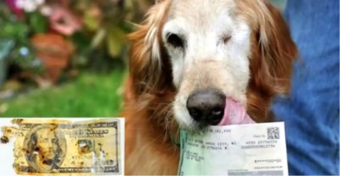 Aç Kalan Köpek 500 Dolar Parayı Yedi